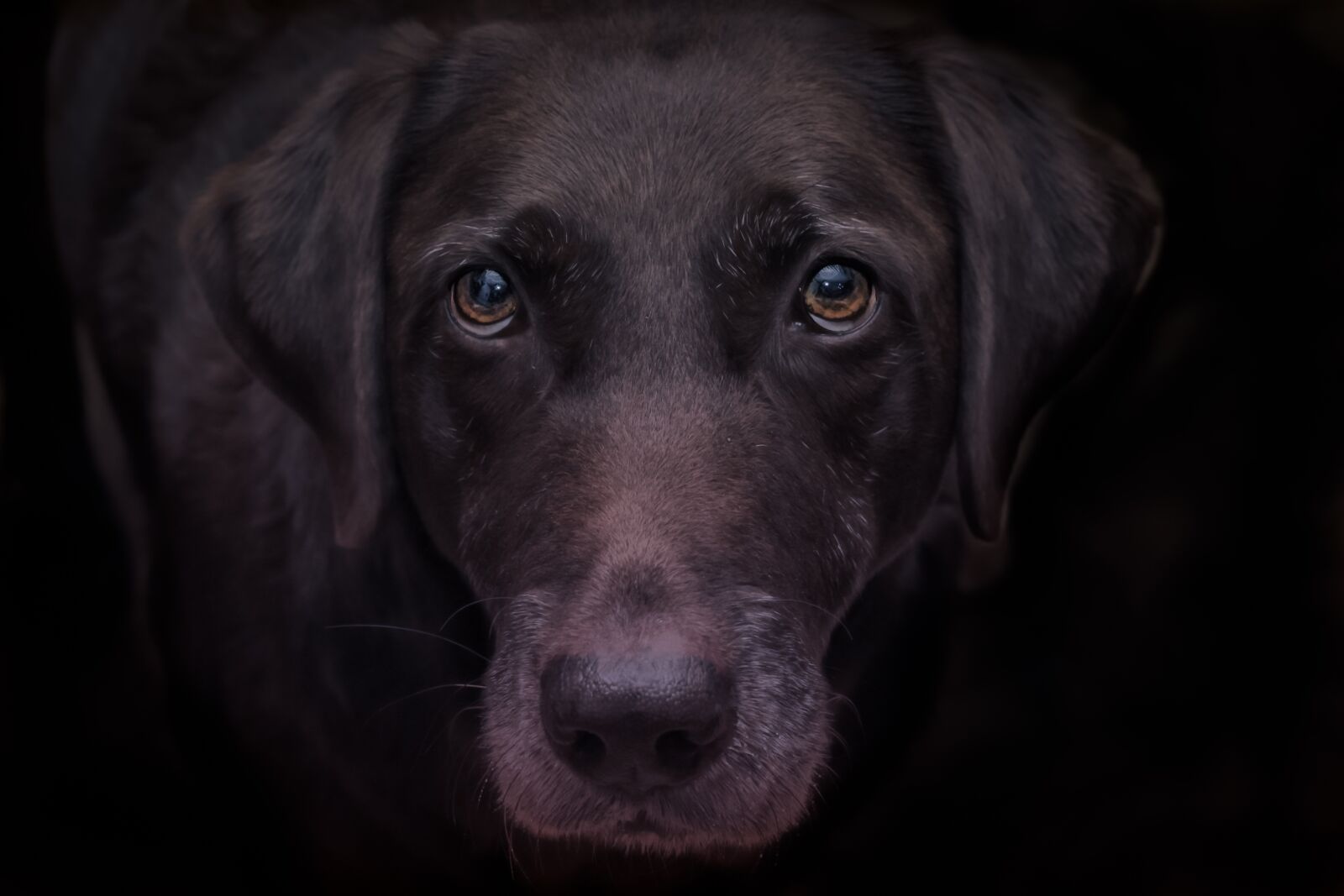 Canon EOS 60D + Canon EF 50mm F1.8 II sample photo. Lab, dog, chocolate photography