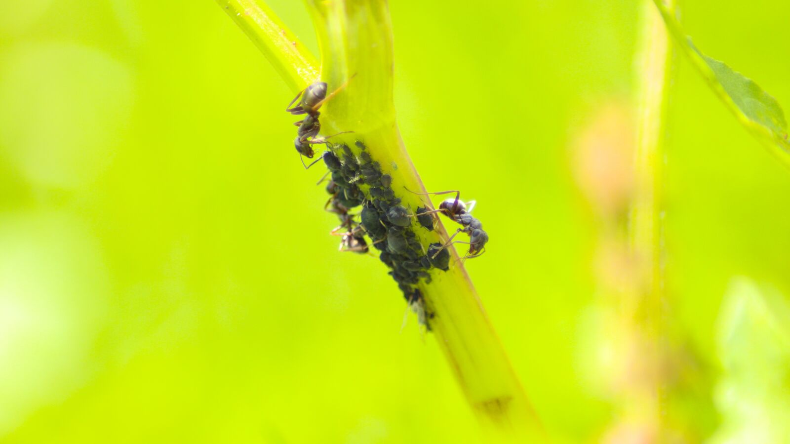 Canon EOS 700D (EOS Rebel T5i / EOS Kiss X7i) sample photo. Ant, ants, insect photography