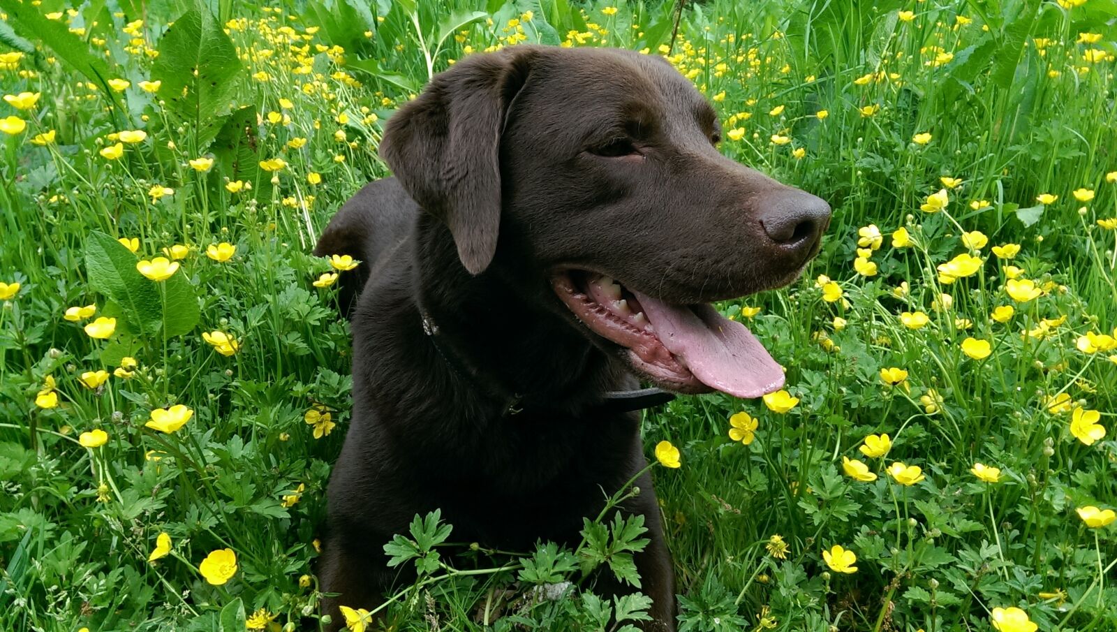 HTC ONE sample photo. Labrador, dog, pet photography