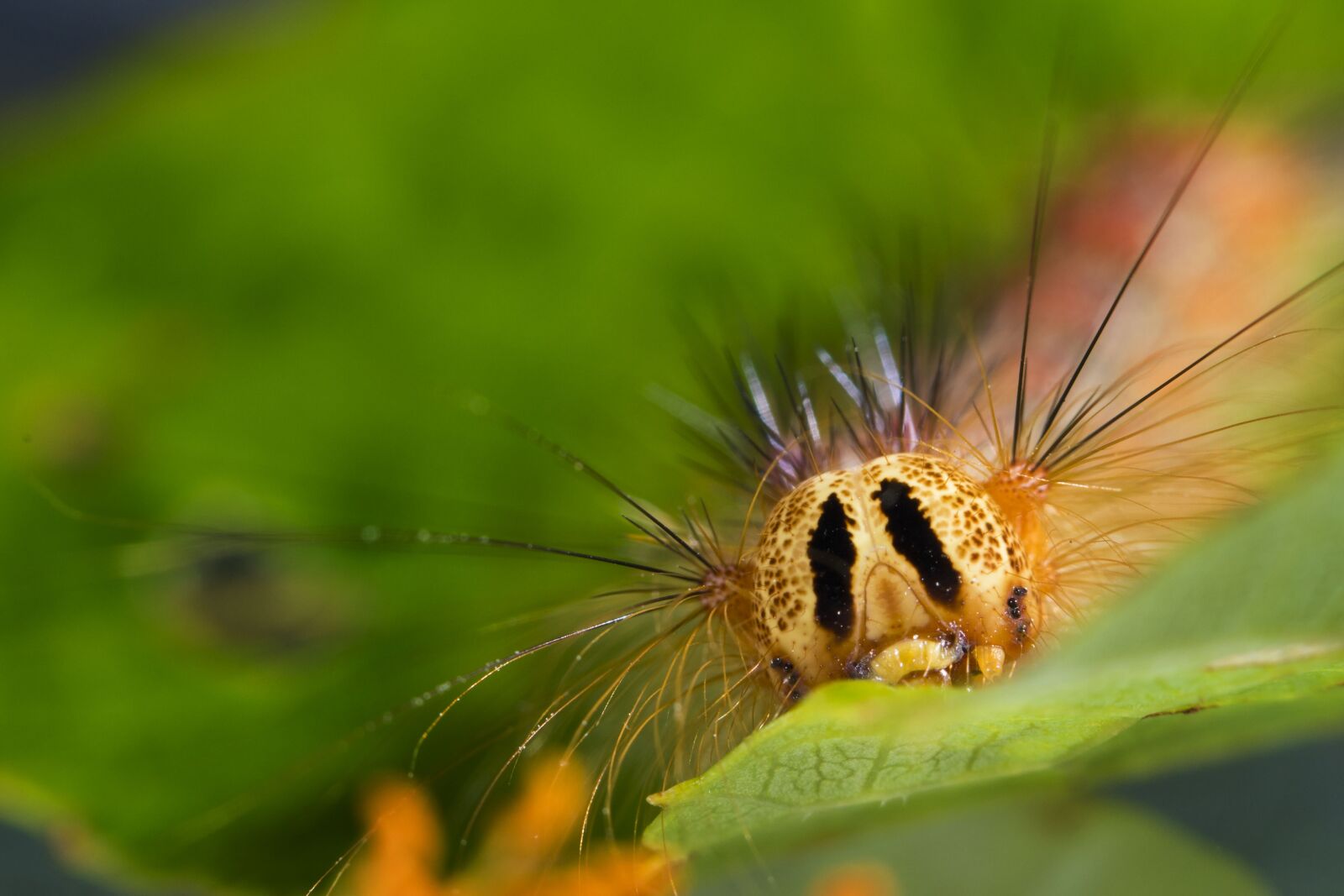 Canon EF 100mm F2.8L Macro IS USM sample photo. Mao mao蟲, macro, hair photography