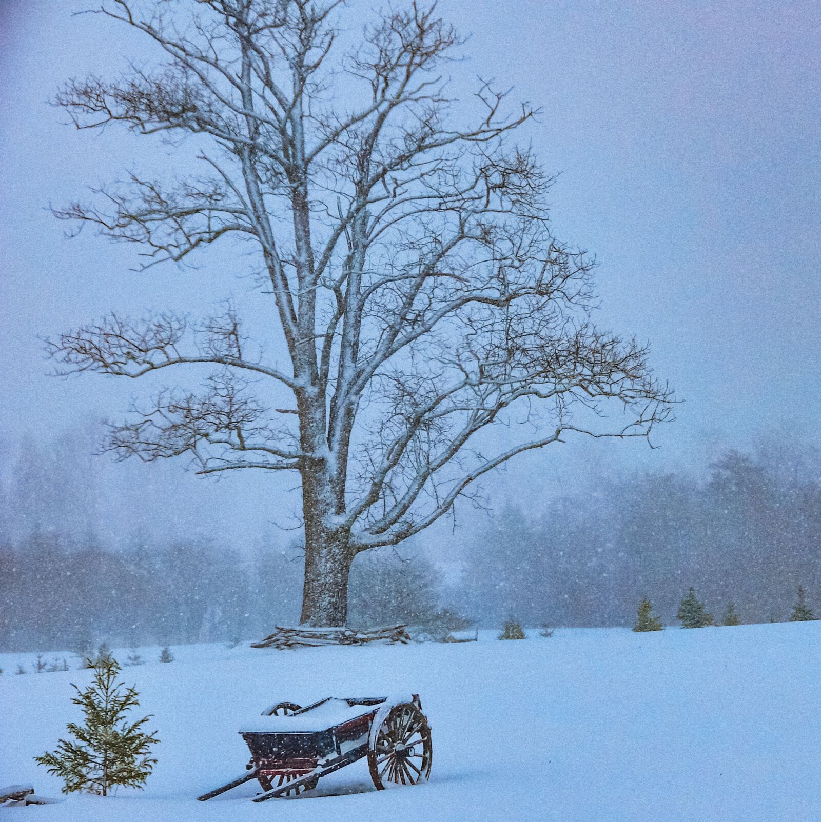 Nikon D90 sample photo. Winter, tree, snow photography