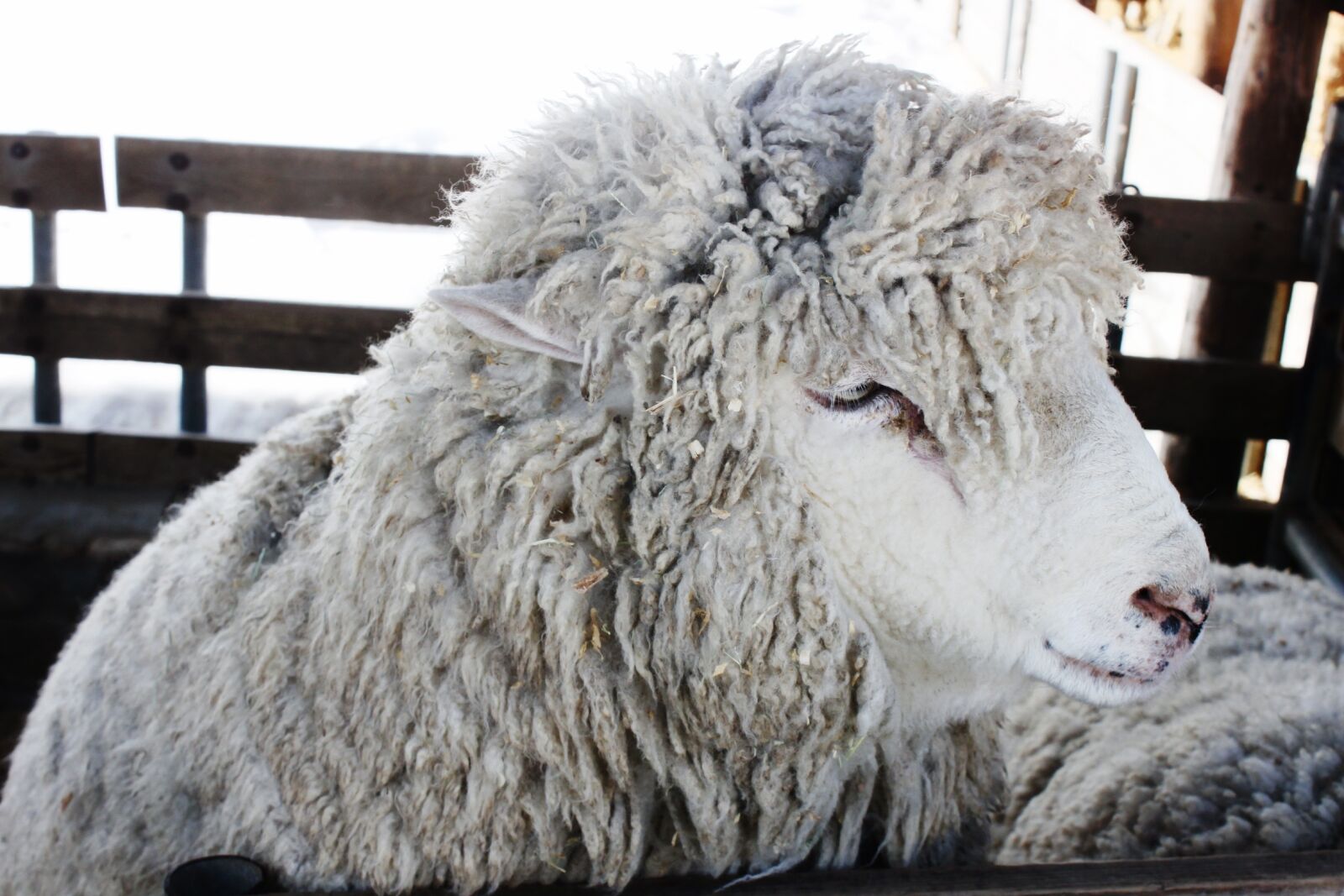 Canon EOS 500D (EOS Rebel T1i / EOS Kiss X3) sample photo. Yang, smile, animal photography