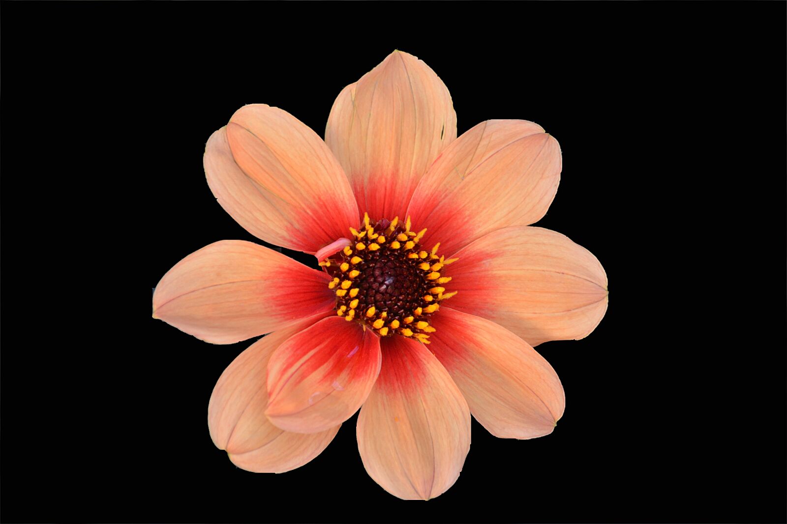Nikon D5200 sample photo. Flower, petals, nature photography