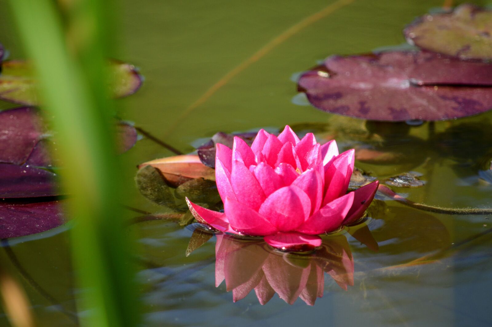 Nikon D3200 sample photo. Flower, petals, leaves photography