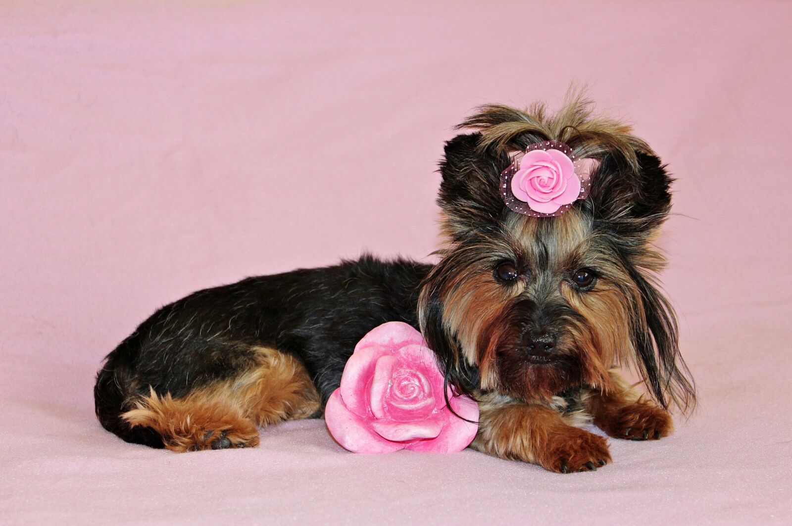 Canon EOS 600D (Rebel EOS T3i / EOS Kiss X5) sample photo. Yorkshire terrier, dog, pretty photography