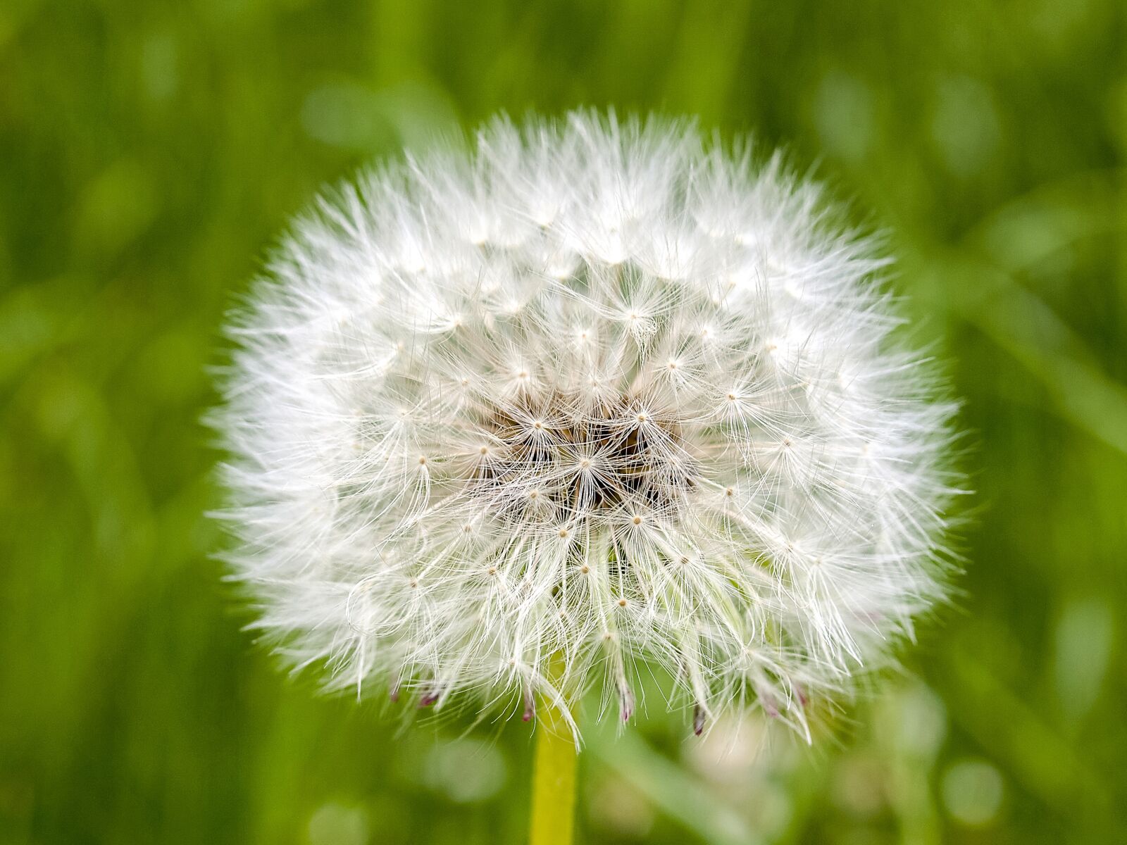 Olympus E-520 (EVOLT E-520) + OLYMPUS 35mm Lens sample photo. Dandelion, flower, plant photography