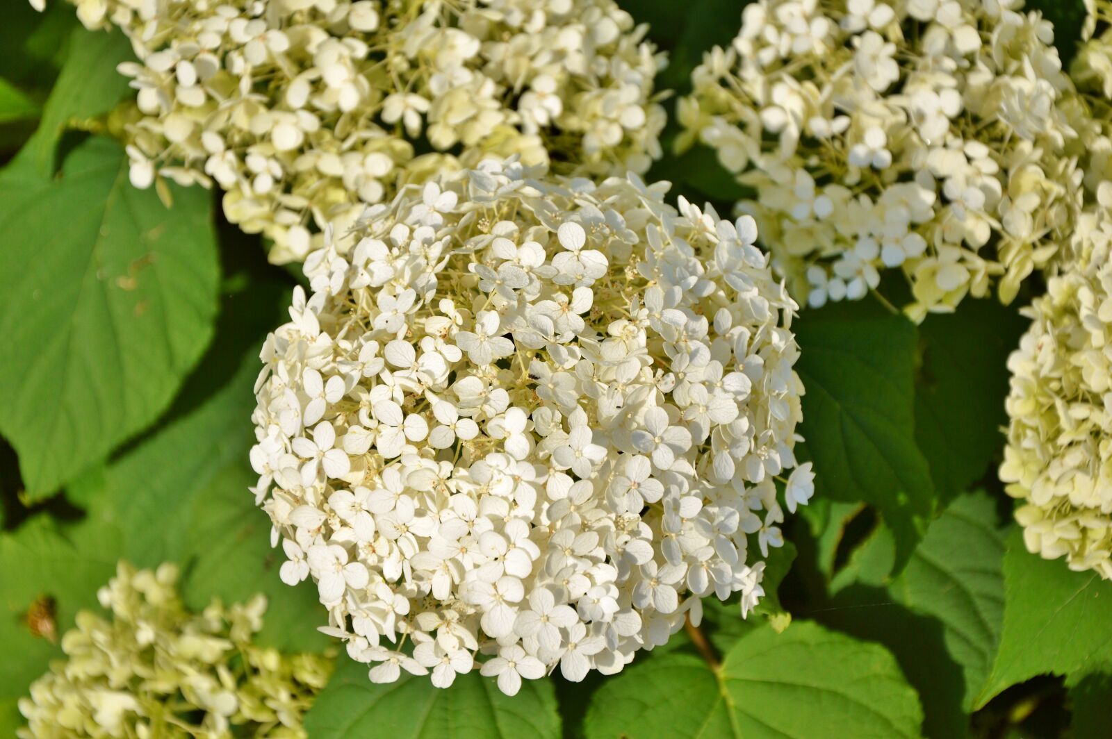 Nikon D3200 sample photo. Hydrangea, flower, flowers photography
