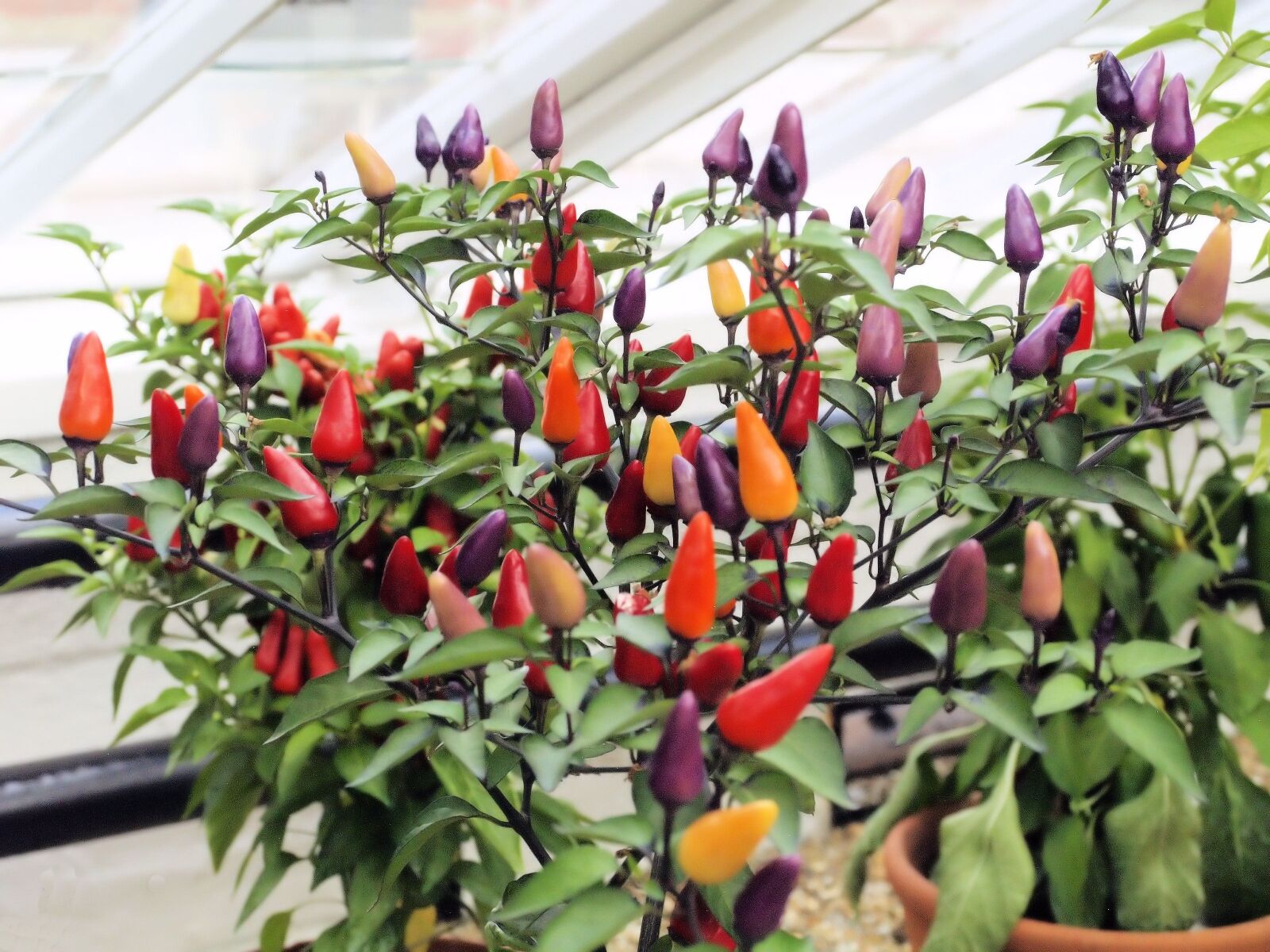 Olympus E-400 (EVOLT E-400) sample photo. Plant, chillies, colourful photography