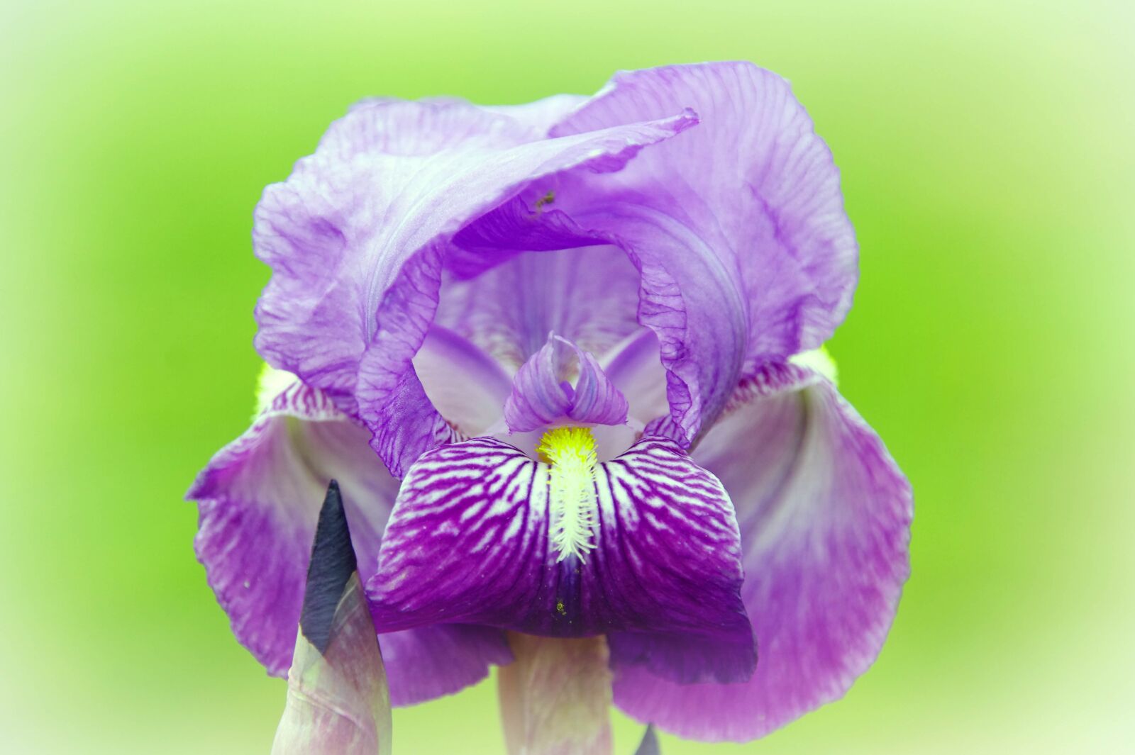 Pentax K-5 + Sigma sample photo. Iris, dwarf, violet photography