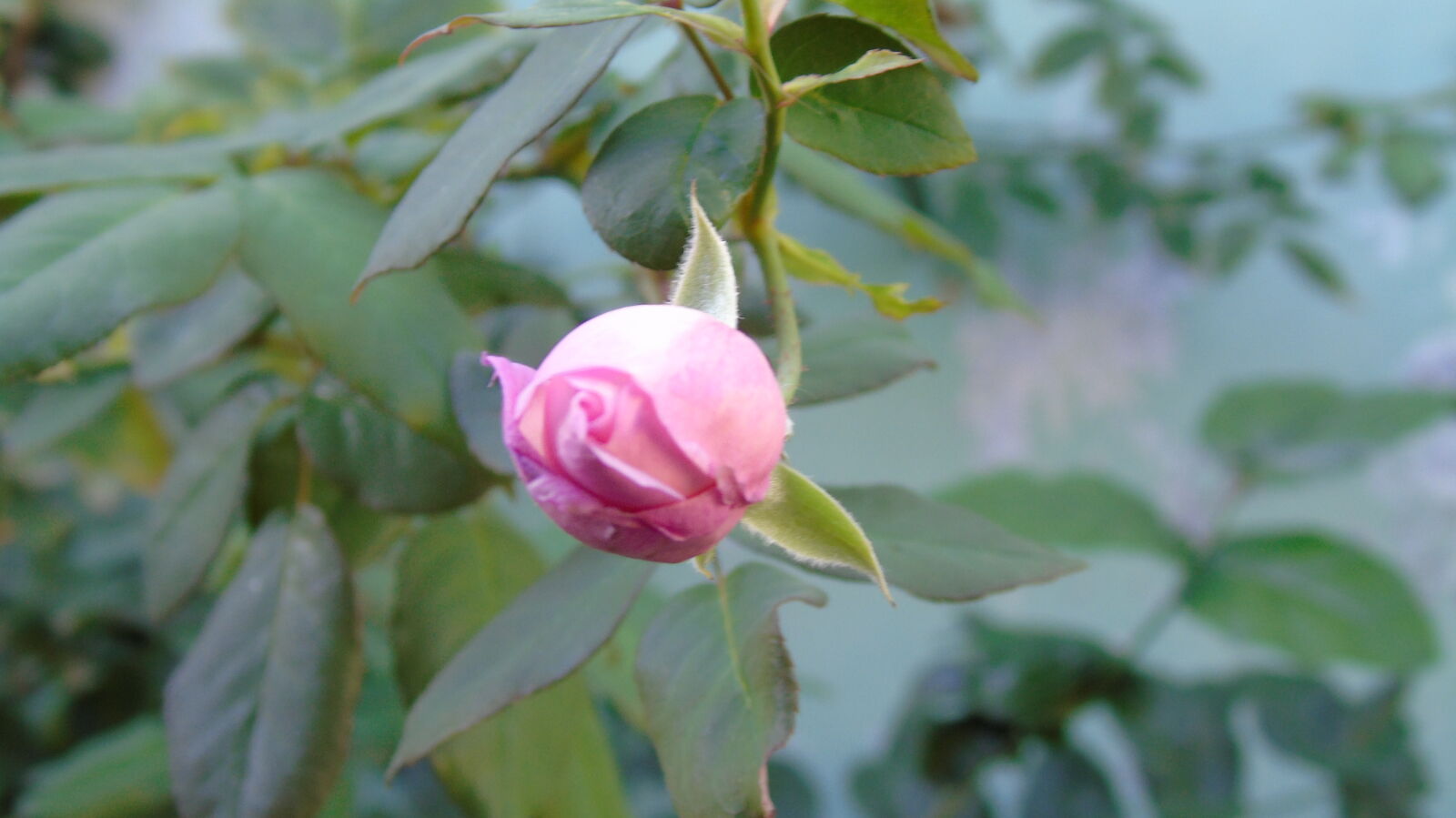 Sony Cyber-shot DSC-H400 sample photo. Rose, rose, bloom photography