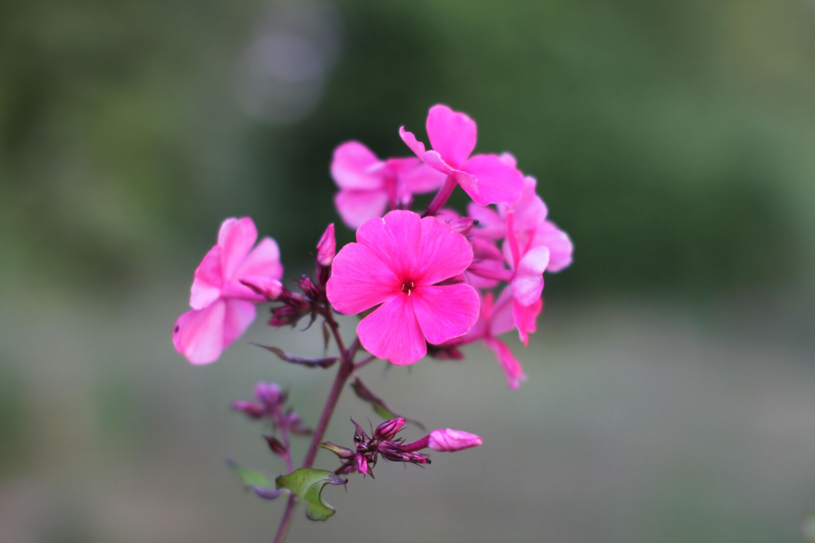 Canon EOS 7D sample photo. Flower, nature, flora photography