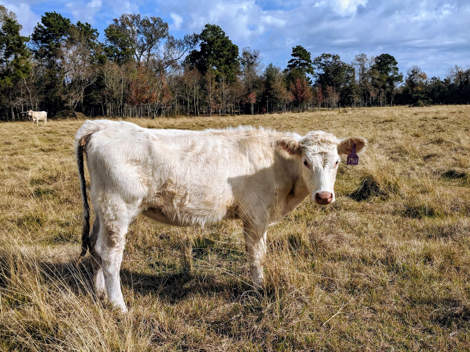 Google Pixel sample photo. Cow, pasture, heifer photography