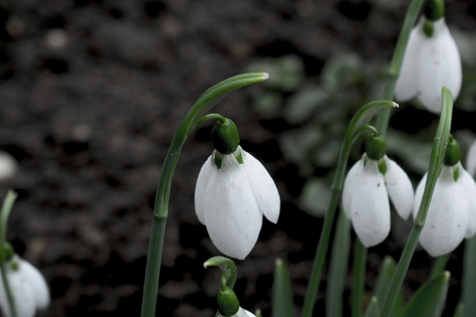 Nikon D3400 sample photo. Snowdrop, plant, nature photography