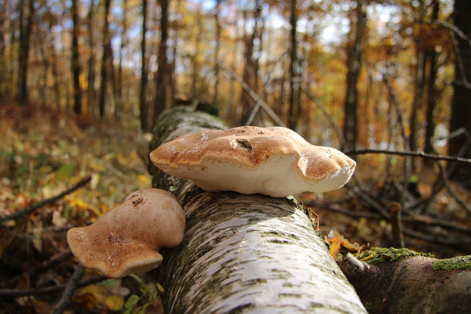 Canon EF-S 17-85mm F4-5.6 IS USM sample photo. Forest, mushroom, nature photography