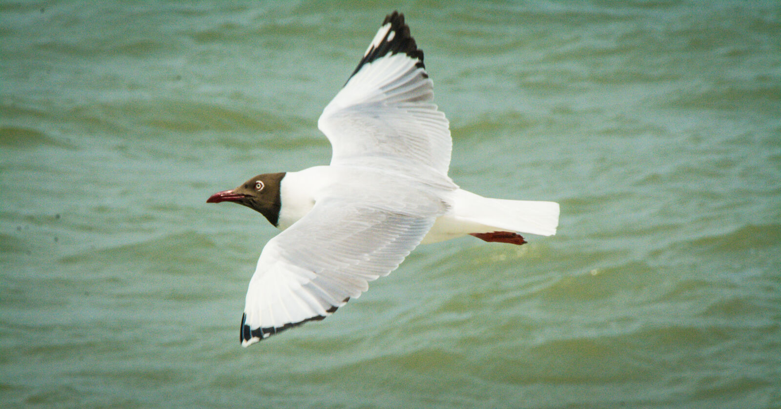 Nikon D7100 sample photo