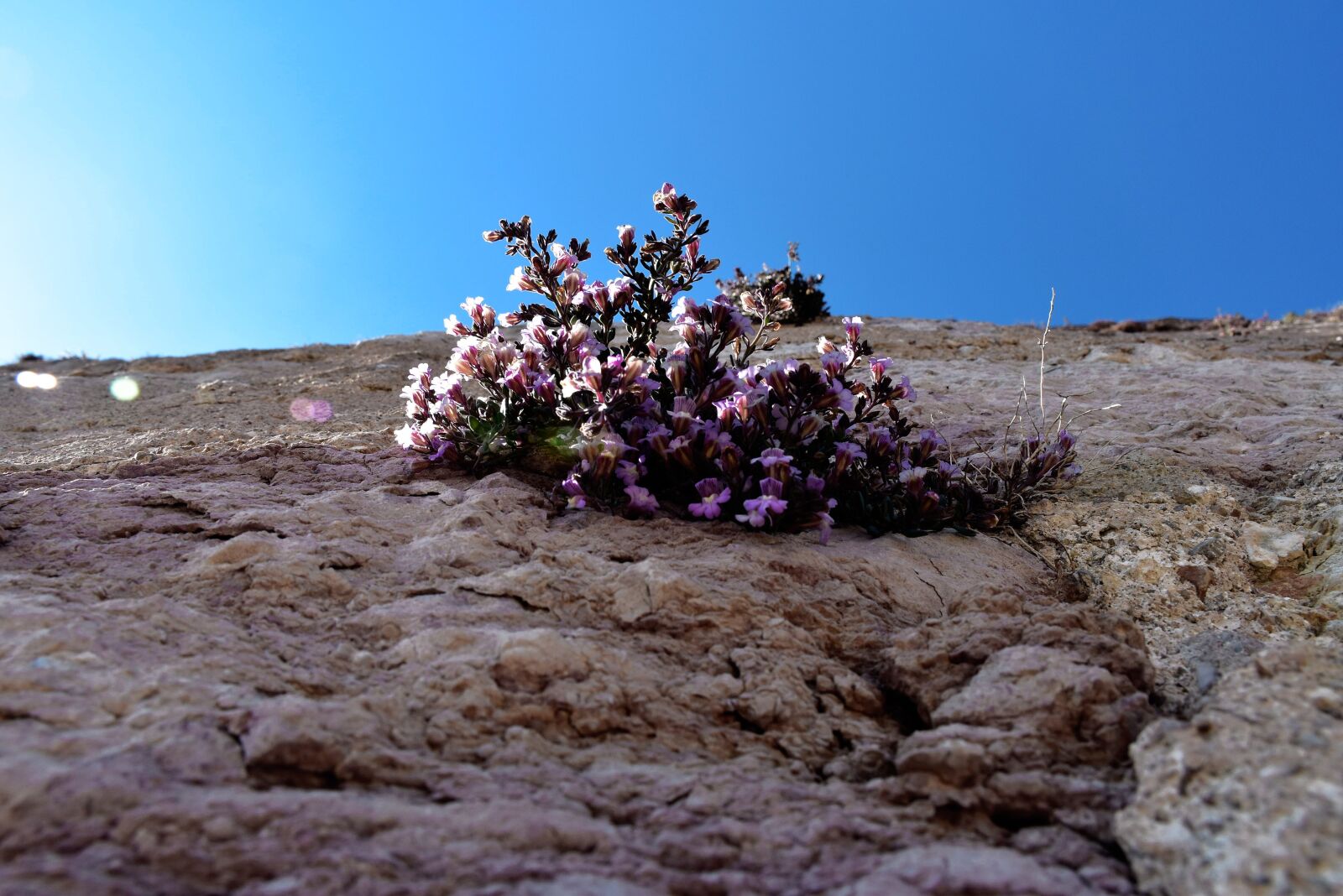 Nikon D5500 sample photo. Flower, wall, castle photography
