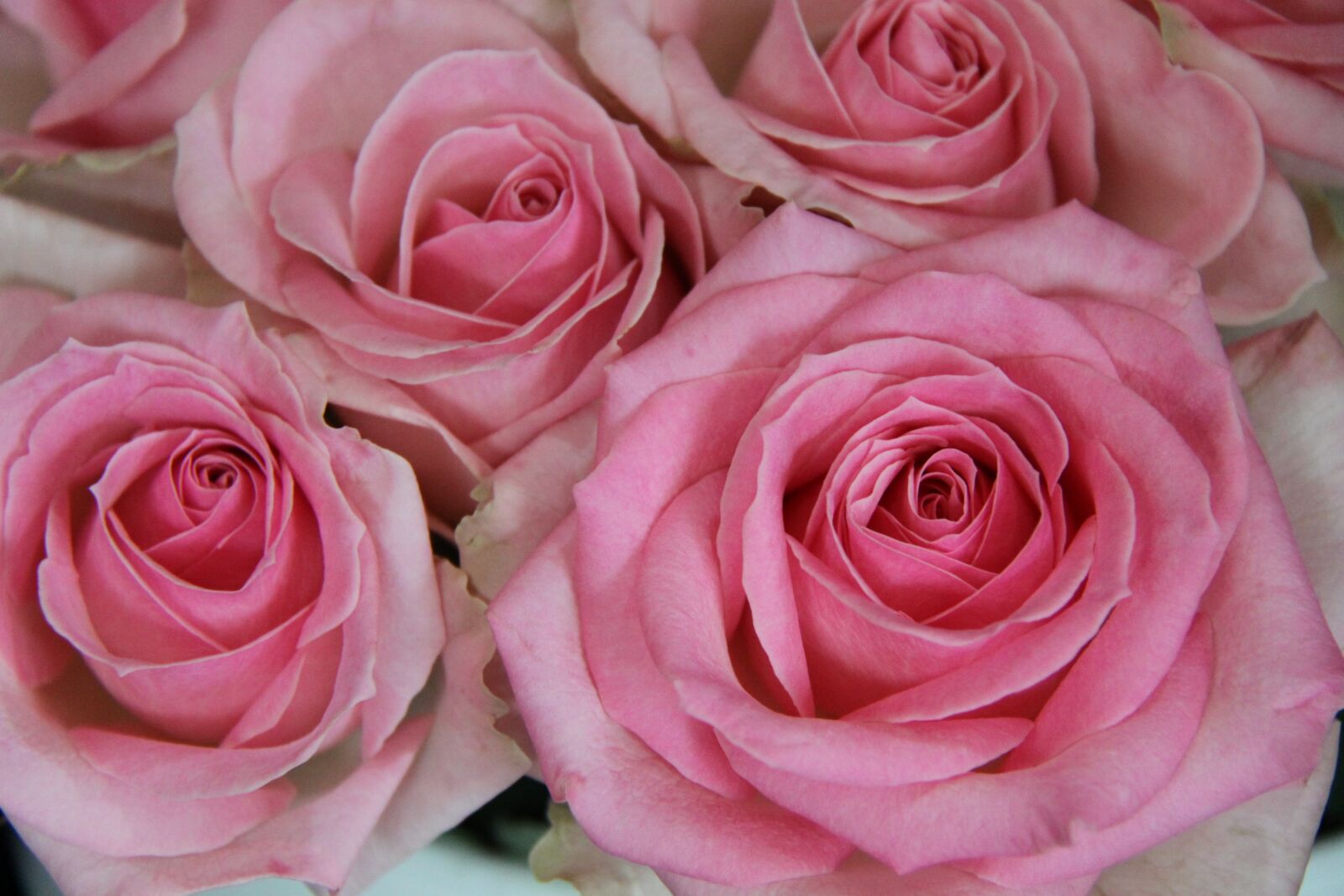Canon EOS 50D sample photo. Rose, pink, flower photography