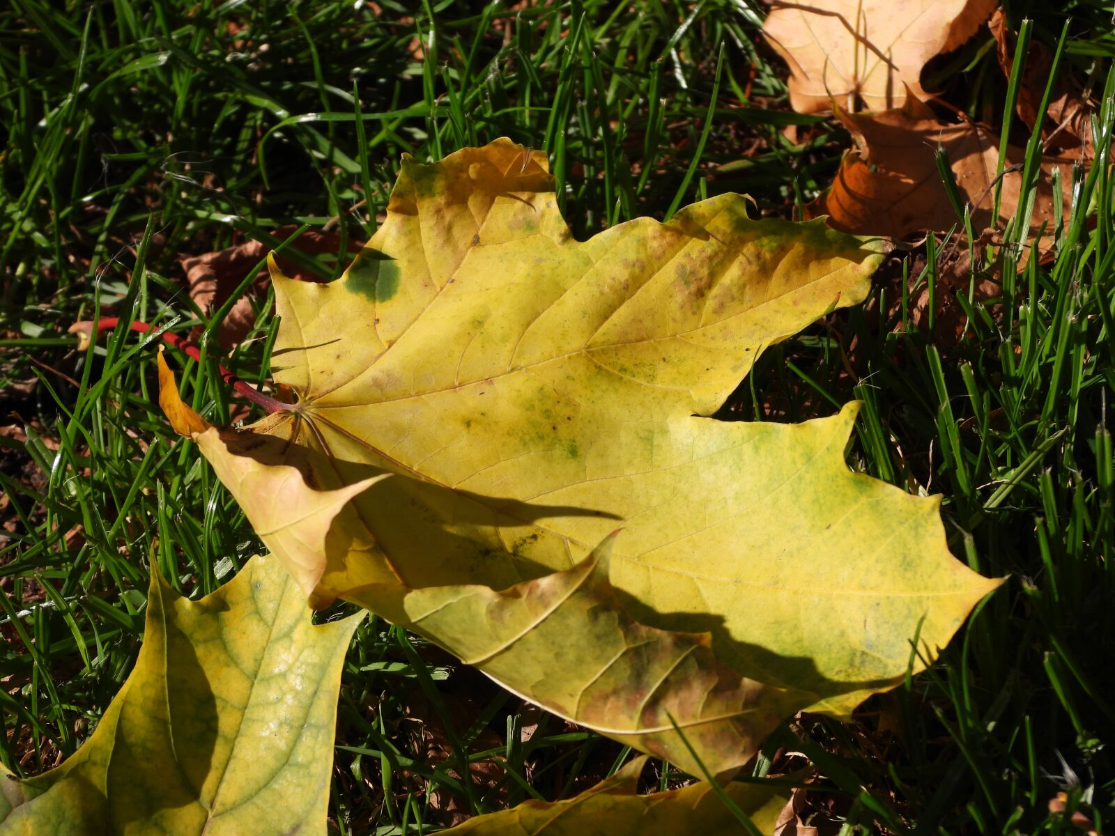 Nikon Coolpix P1000 sample photo. Autumn leaf, autumn, lawn photography