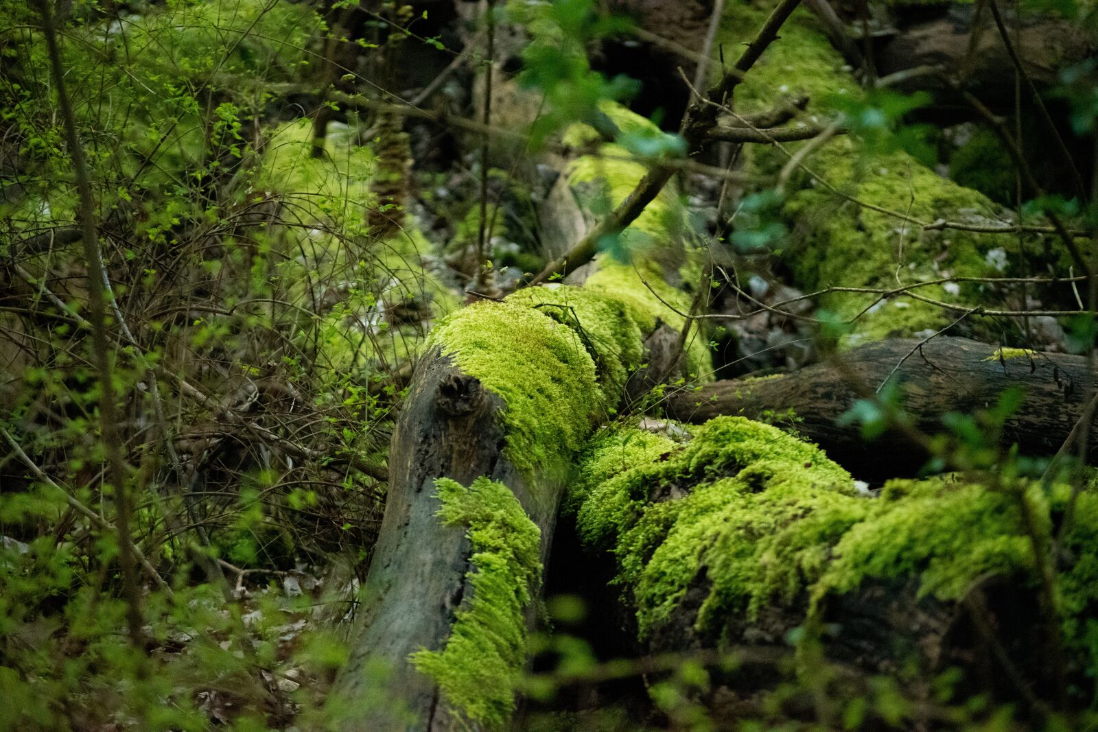 Nikon D3500 sample photo. Mos, branch, green photography