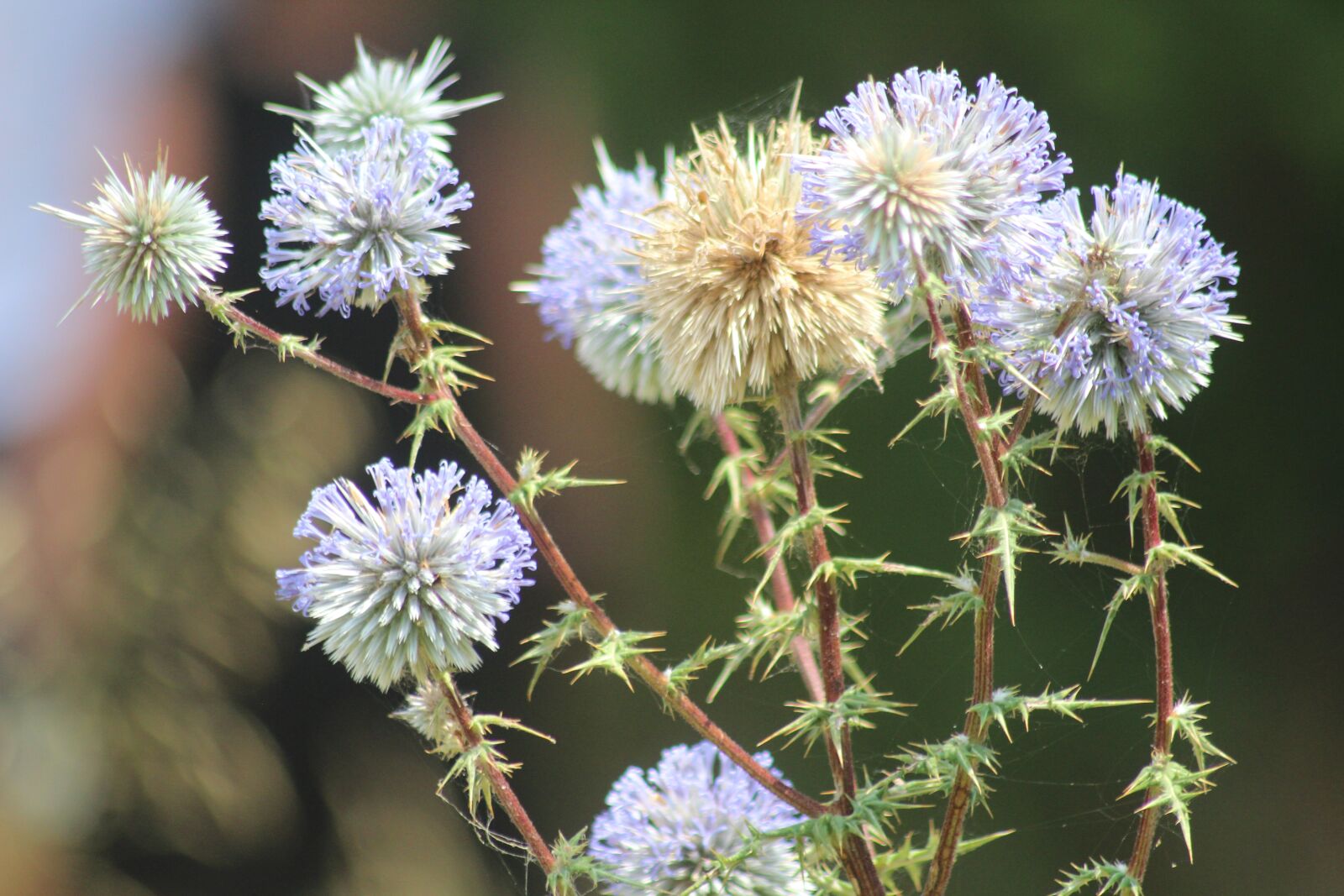 Canon EOS 600D (Rebel EOS T3i / EOS Kiss X5) sample photo. Flowers, petals, stems photography