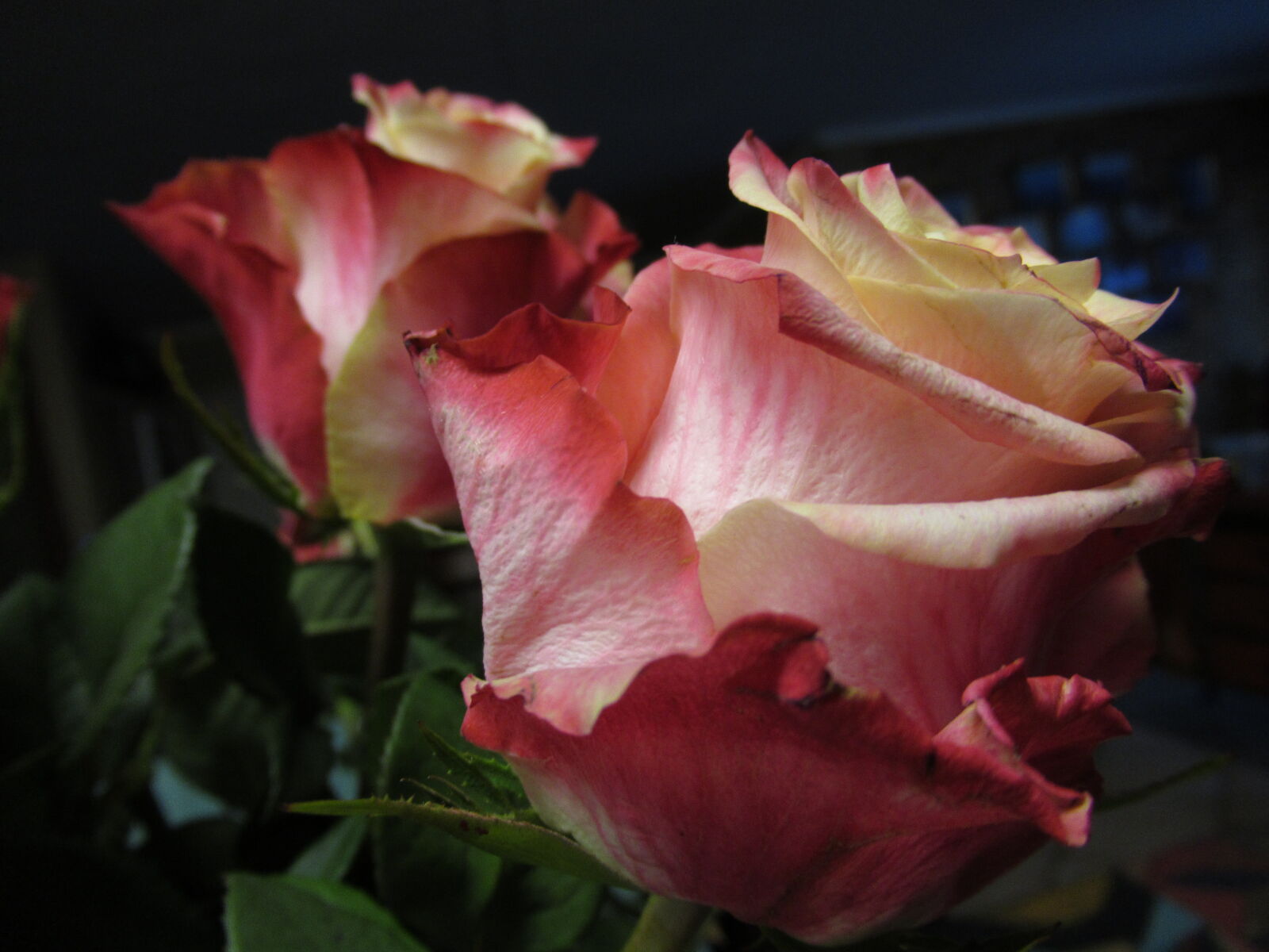 Canon PowerShot SX620 HS sample photo. Flowers, garden, grow, nature photography