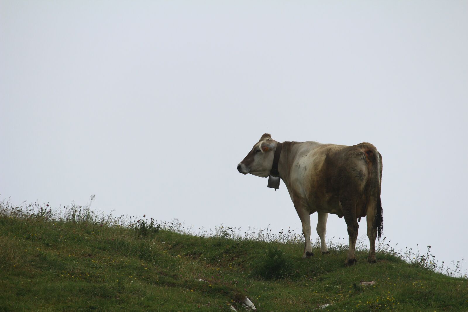 Canon EOS 600D (Rebel EOS T3i / EOS Kiss X5) sample photo. Fog, mist, landscape photography