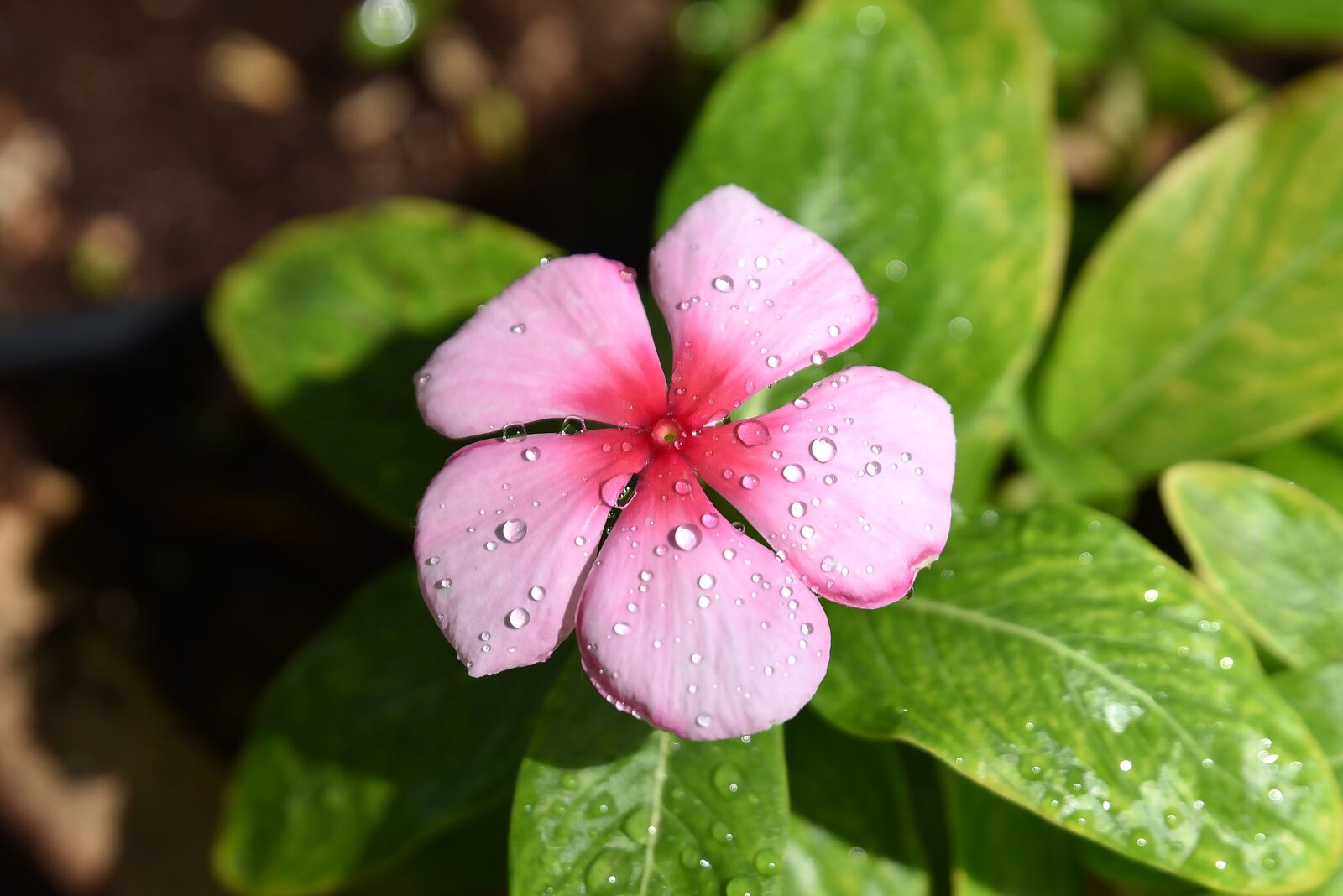 Nikon D750 sample photo. Flower, nature, flora photography