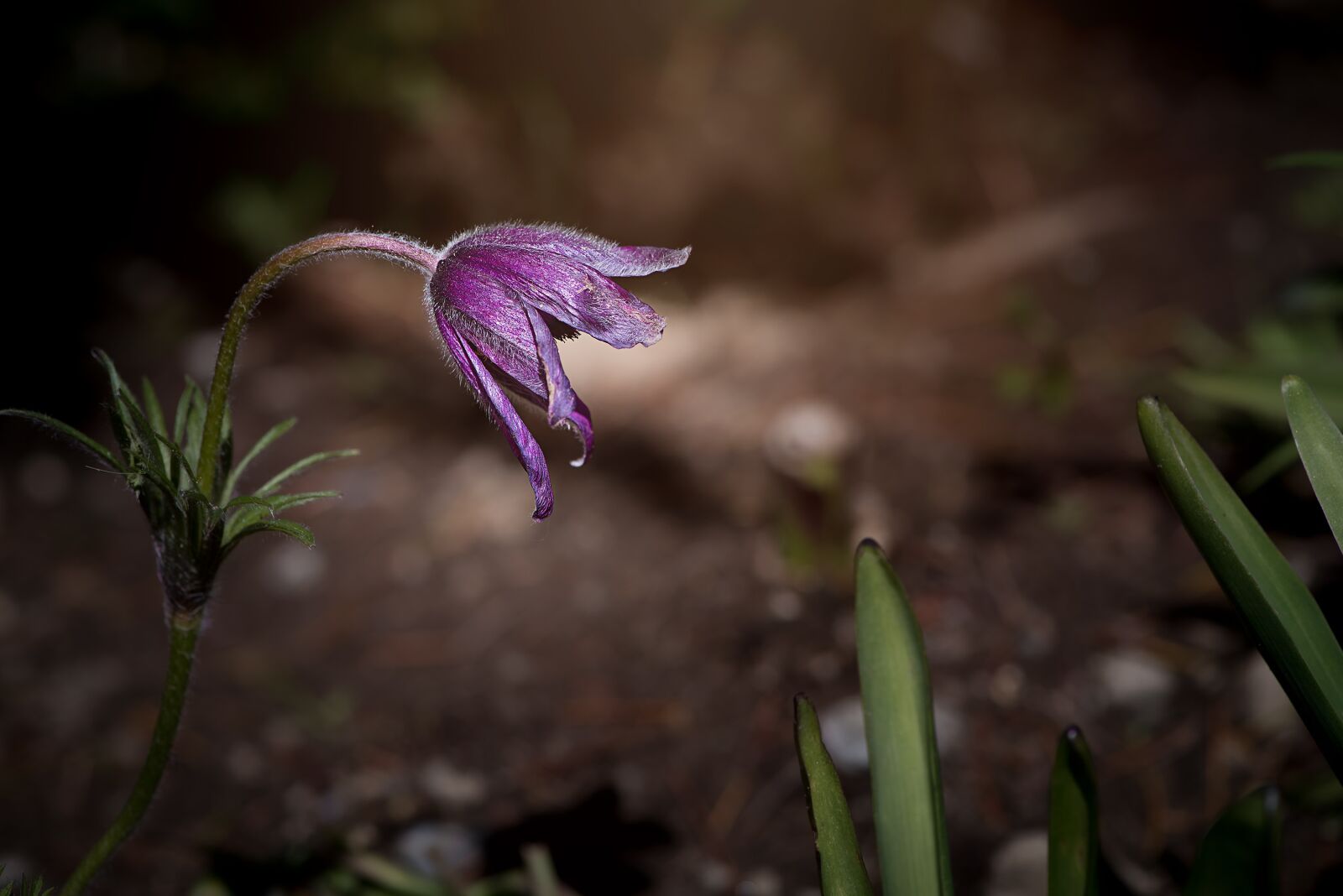 Nikon D750 sample photo. Anemone, garden, purple photography