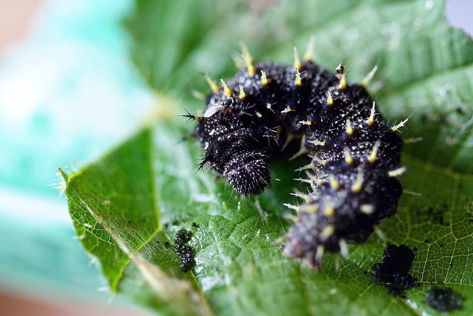 Canon EOS 350D (EOS Digital Rebel XT / EOS Kiss Digital N) sample photo. Caterpillar, close, macro photography