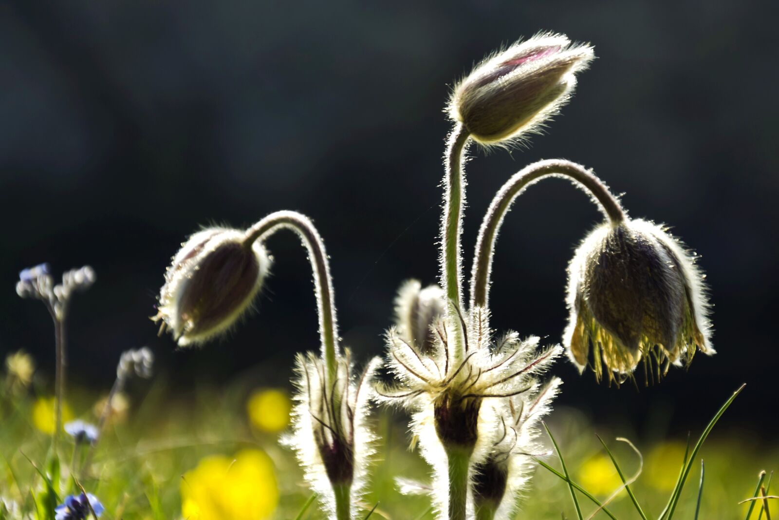 Nikon D5100 sample photo. Spring, nature, bloom photography