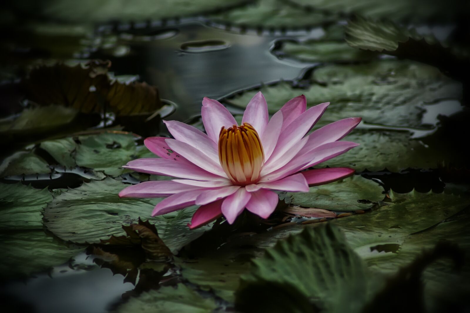 Canon EOS 650D (EOS Rebel T4i / EOS Kiss X6i) sample photo. Garden, kingdom, bogor photography