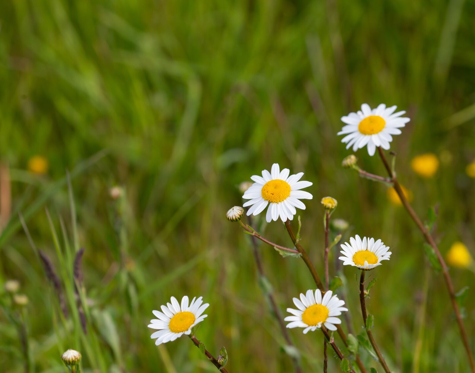 Canon EOS 5D Mark III sample photo. Daisy, wild flower, large photography