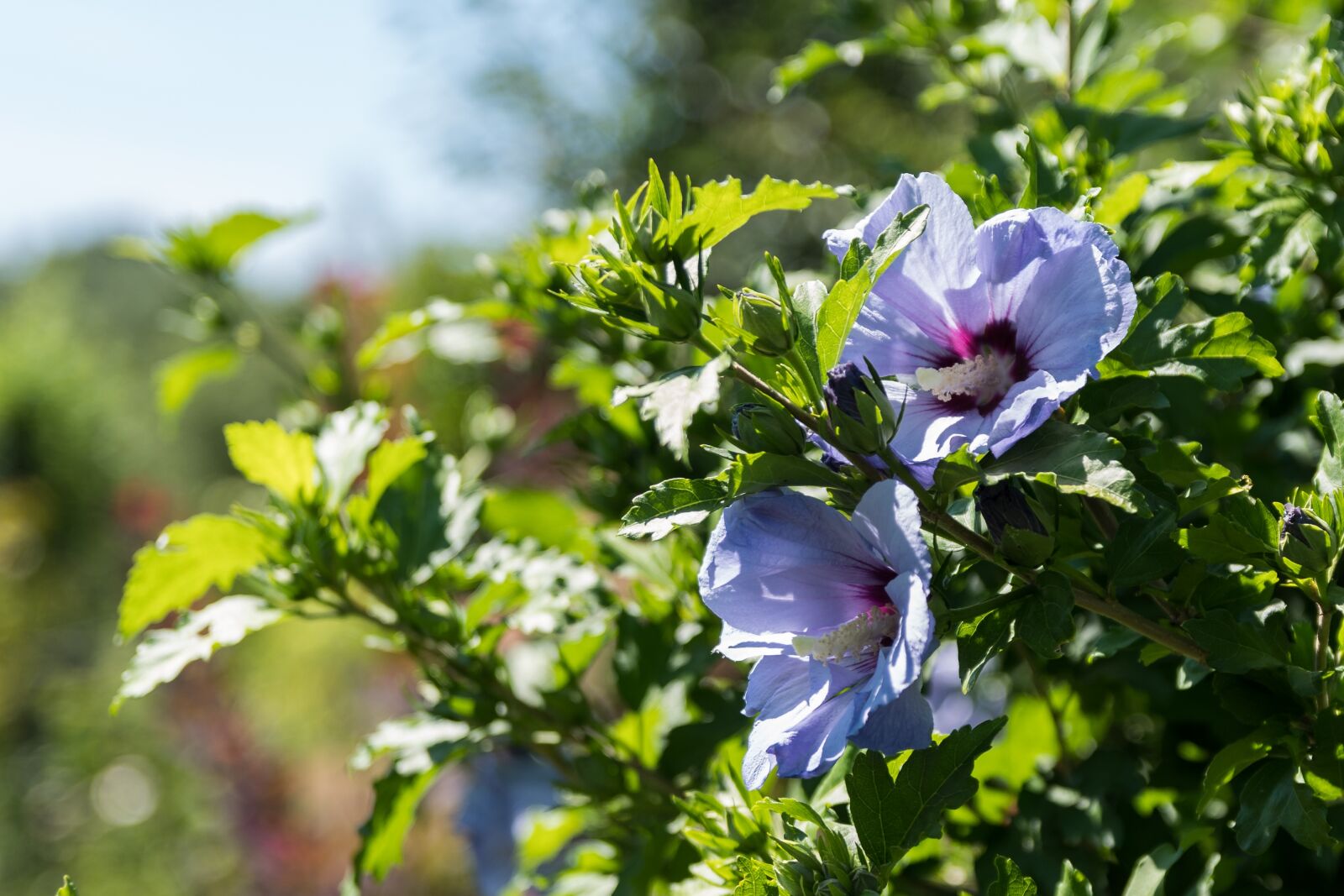 Pentax K-70 + Sigma 17-50mm F2.8 EX DC HSM sample photo. Nature, flower, summer photography