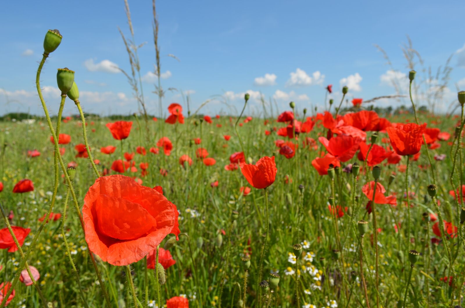 Nikon D5100 sample photo. Corn poppy, field poppy photography