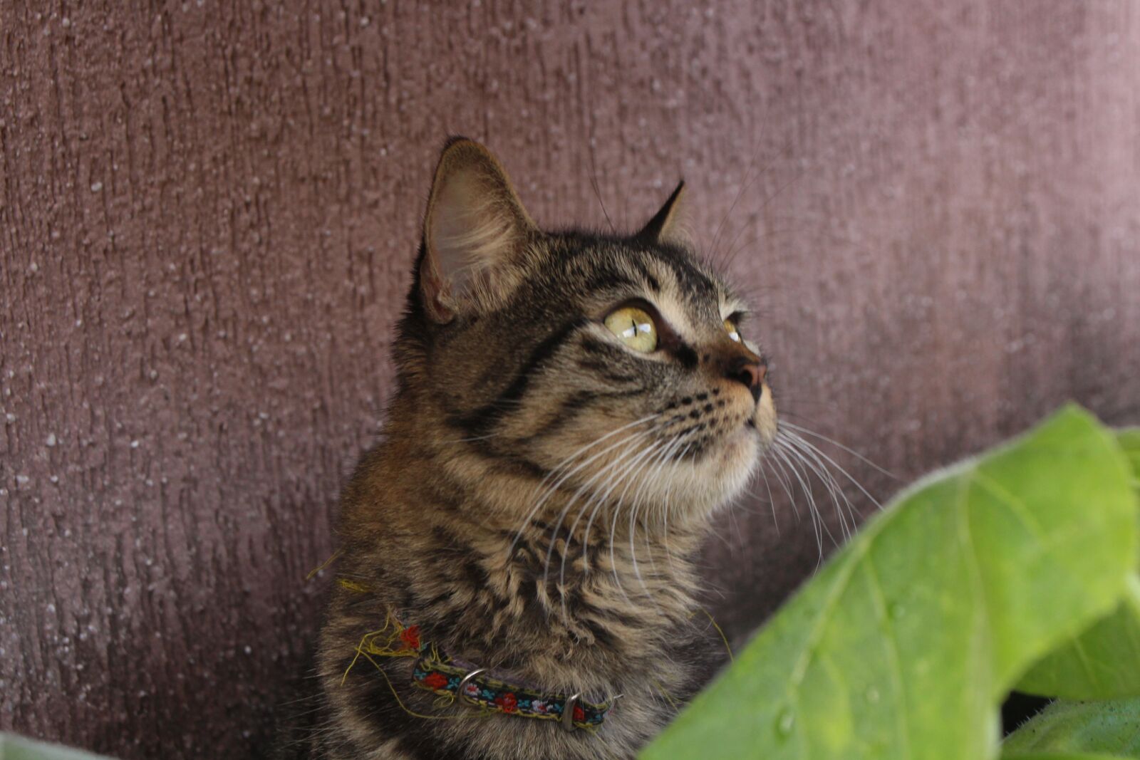 Canon EOS 700D (EOS Rebel T5i / EOS Kiss X7i) sample photo. Cat, cats, nature photography