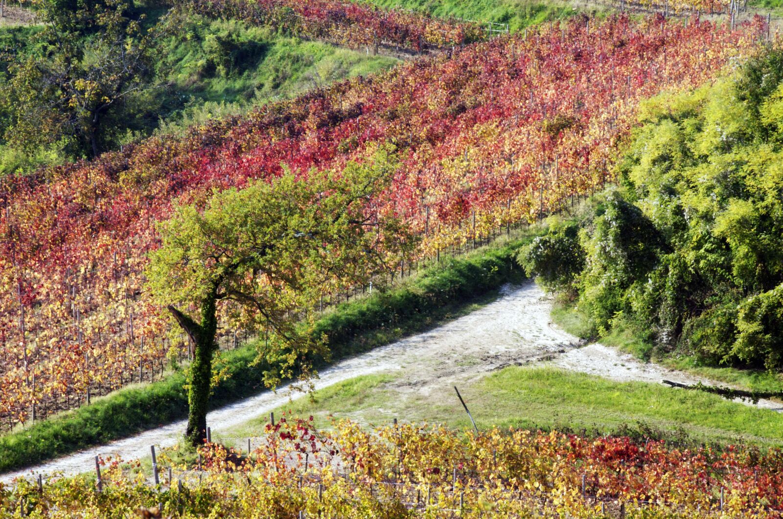 Nikon D300 sample photo. Autumn, vineyards, vineyard photography