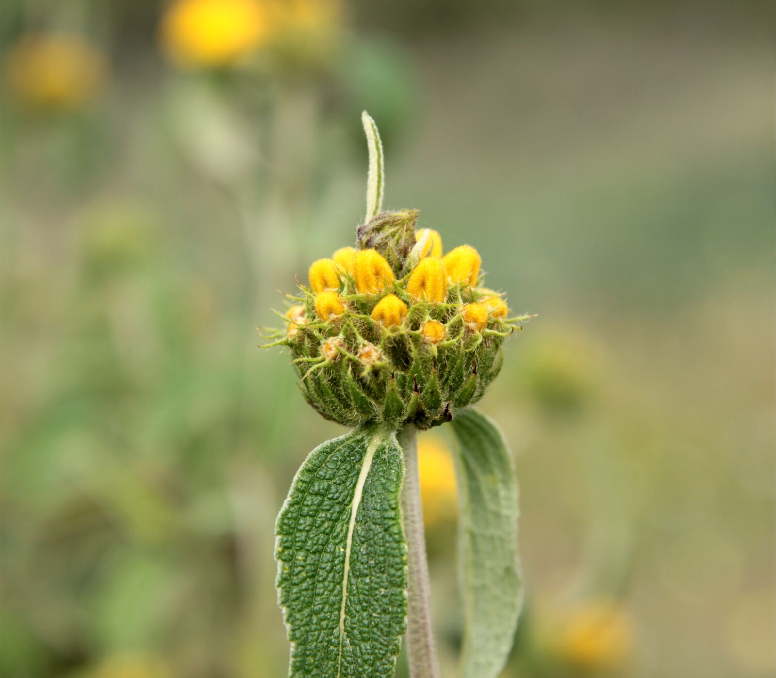Canon EOS 550D (EOS Rebel T2i / EOS Kiss X4) sample photo. Calba, sage plant, wild photography