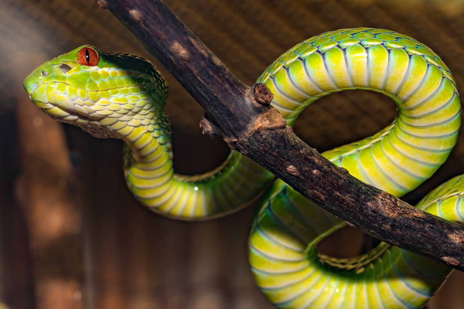 Canon EOS 5D Mark IV sample photo. Snake, venomous snake, green photography