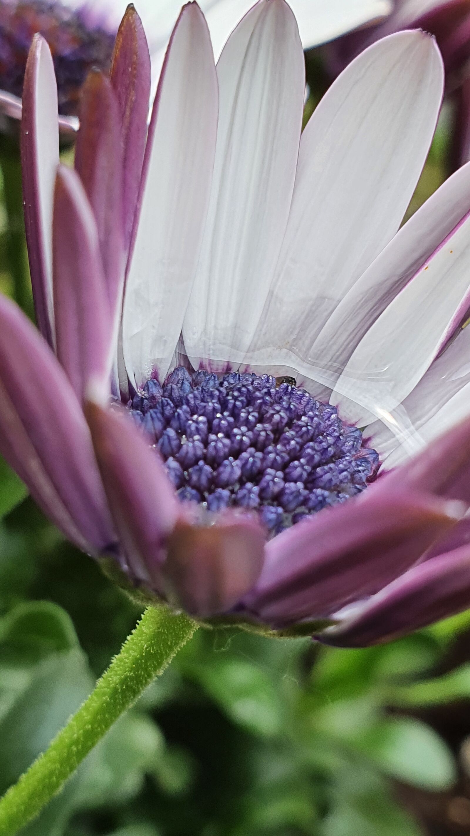 Samsung Galaxy S10+ sample photo. Cape basket, flower, close photography