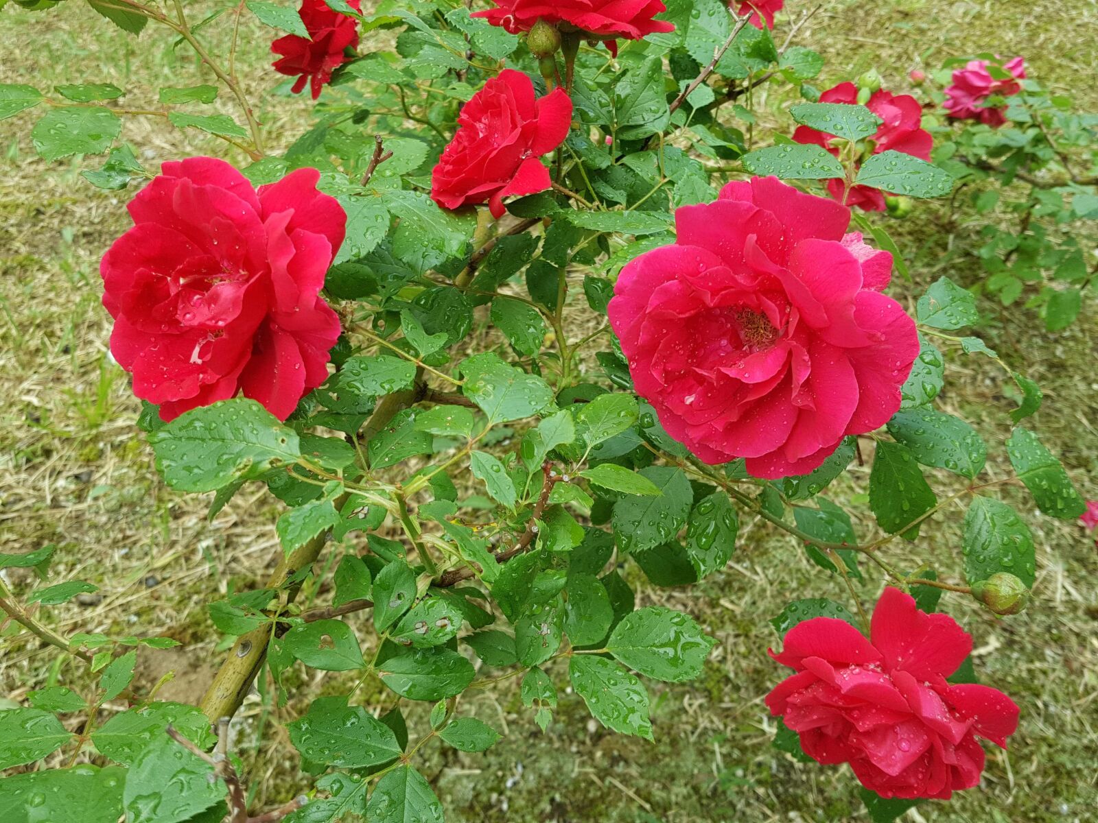 Samsung Galaxy Note5 sample photo. Trickle, non, rose photography
