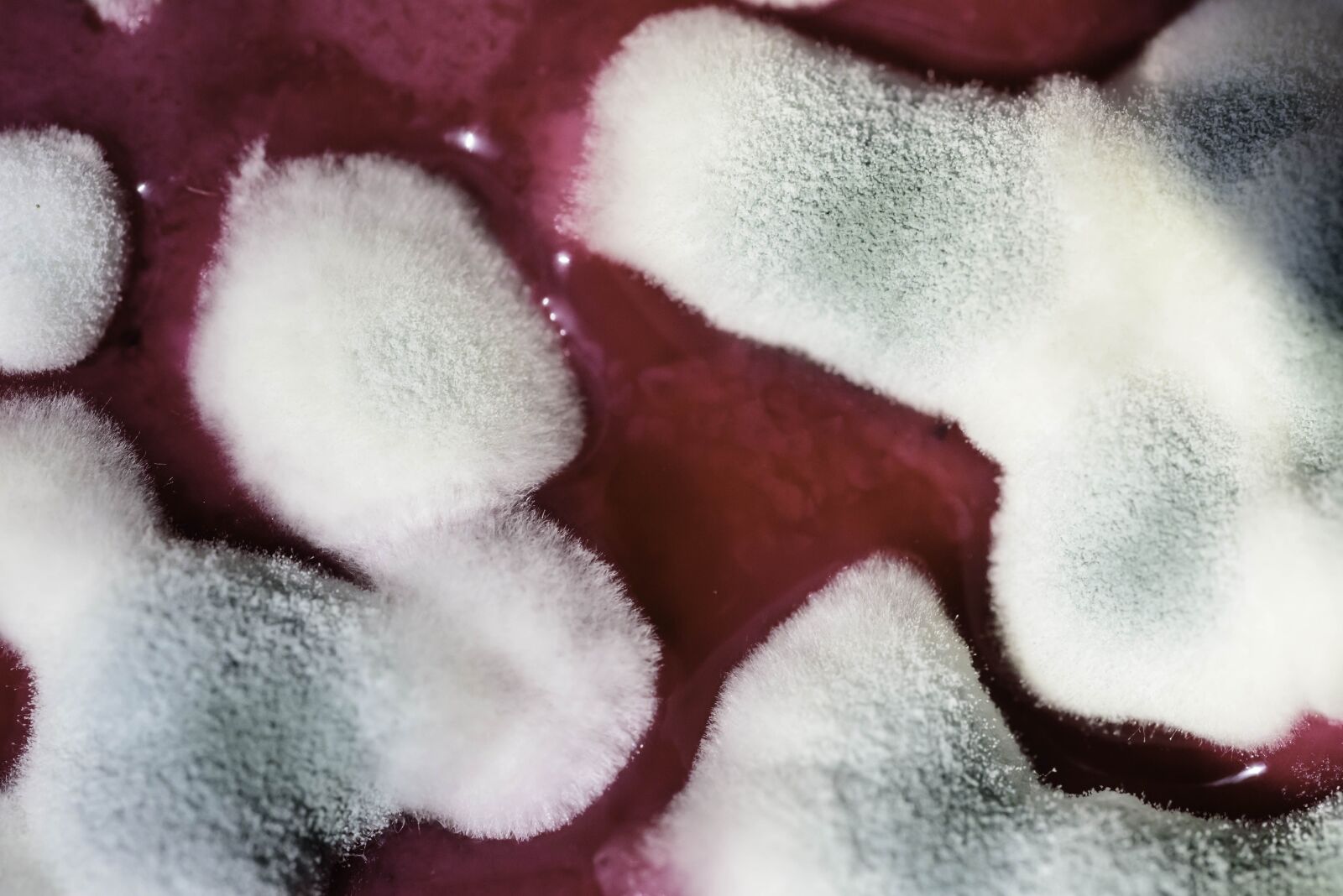 Nikon D750 sample photo. Mold, schimmelpilz, food spoiled photography