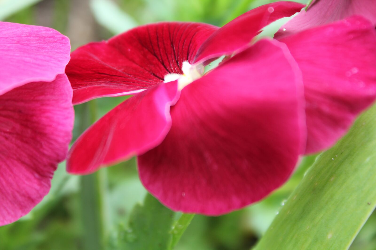 Canon EOS 550D (EOS Rebel T2i / EOS Kiss X4) sample photo. Flower, red, garden photography