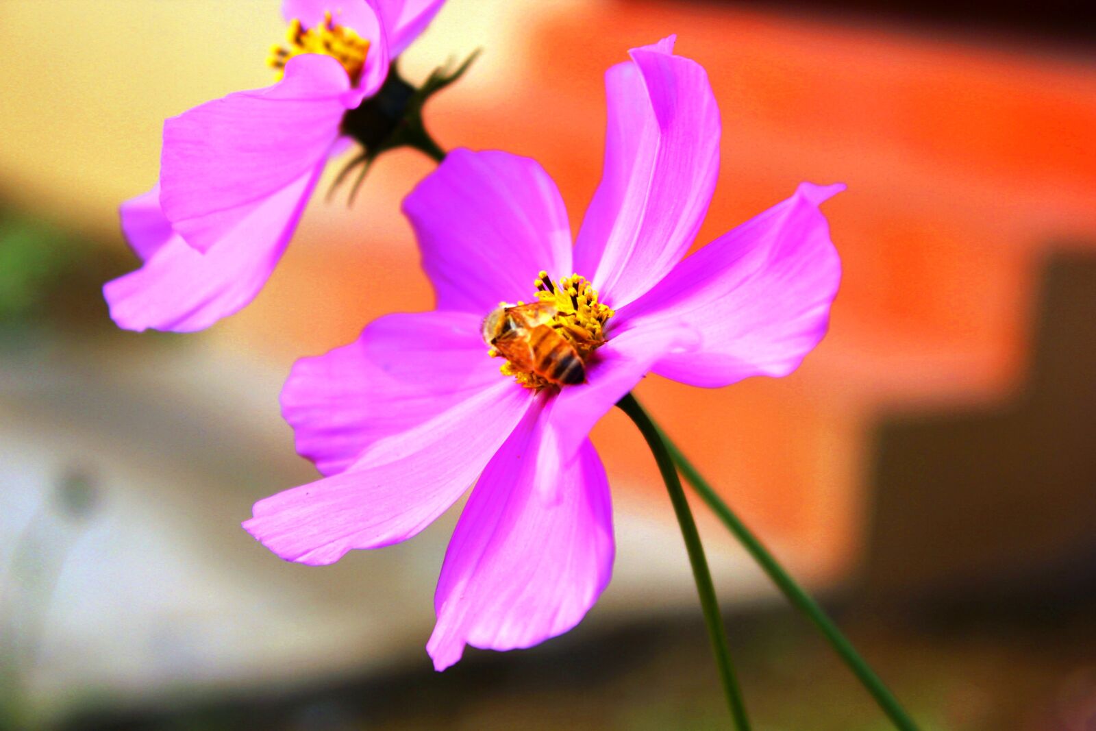 Canon EOS 550D (EOS Rebel T2i / EOS Kiss X4) sample photo. Flowers, cosmos, nepal photography