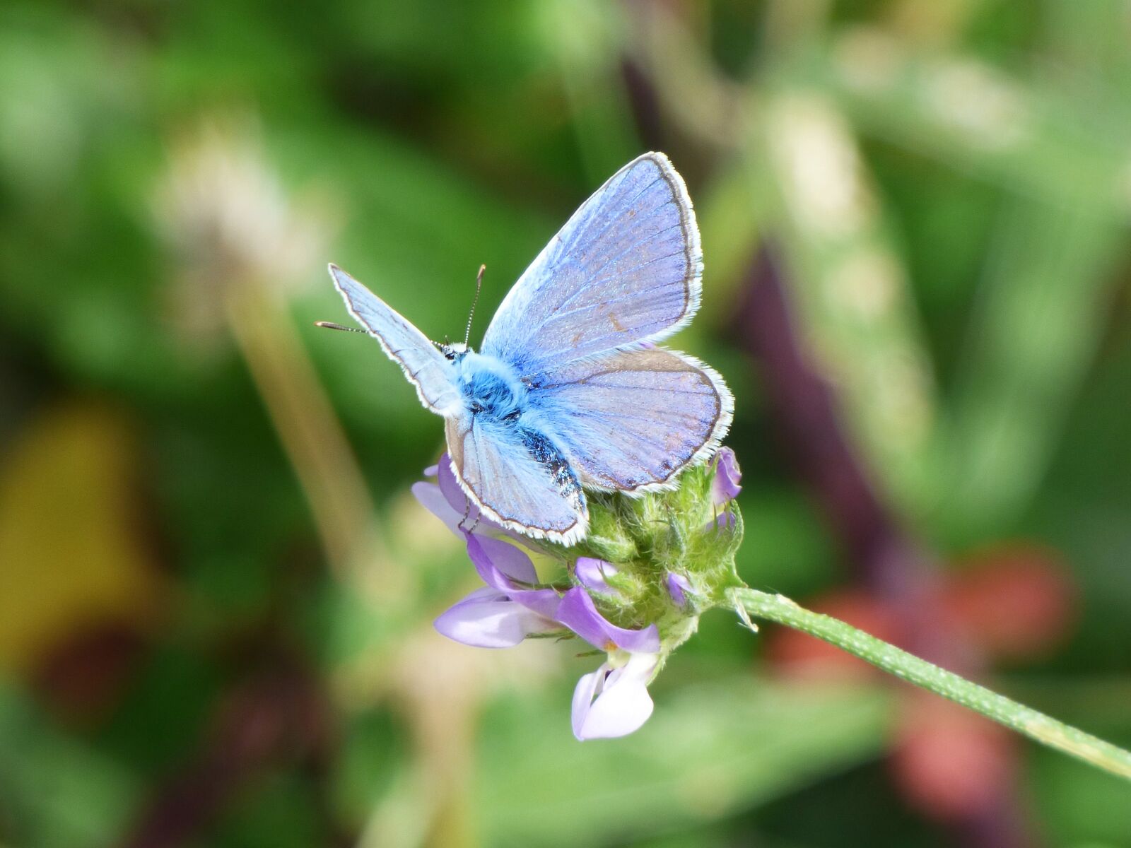 Panasonic Lumix DMC-FZ70 sample photo. Butterfly, blue butterfly, blaveta photography