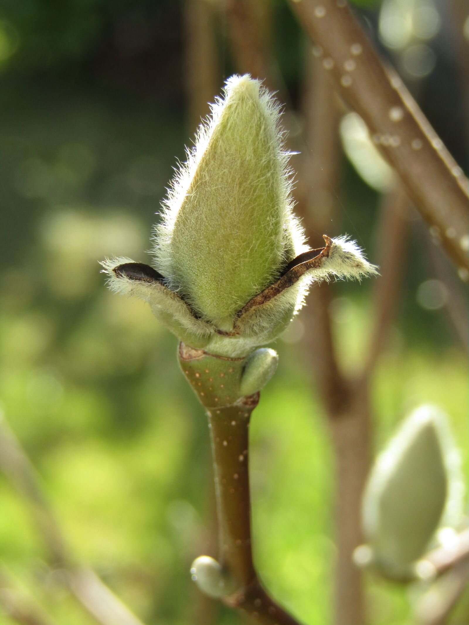 Canon POWERSHOT SX432 IS sample photo. Magnolia, bud, spring photography