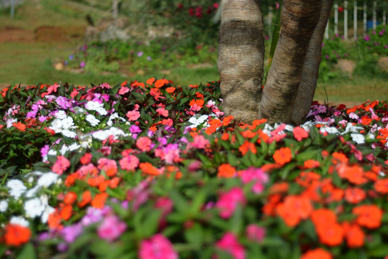 Nikon D5200 sample photo. Flower, tree, nature photography