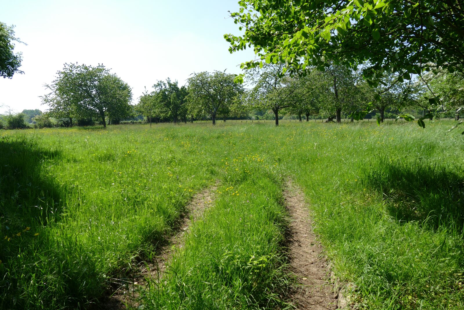 Panasonic Lumix DMC-FZ1000 sample photo. Chemin, way, marque photography