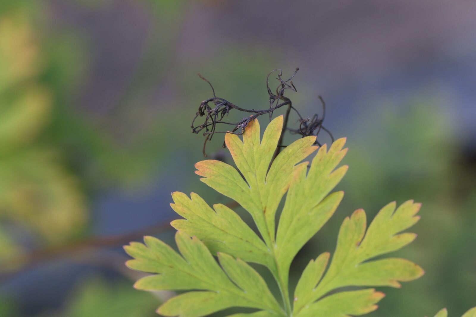 Canon EOS 7D Mark II sample photo. Leaf, autumn leaves, fall photography