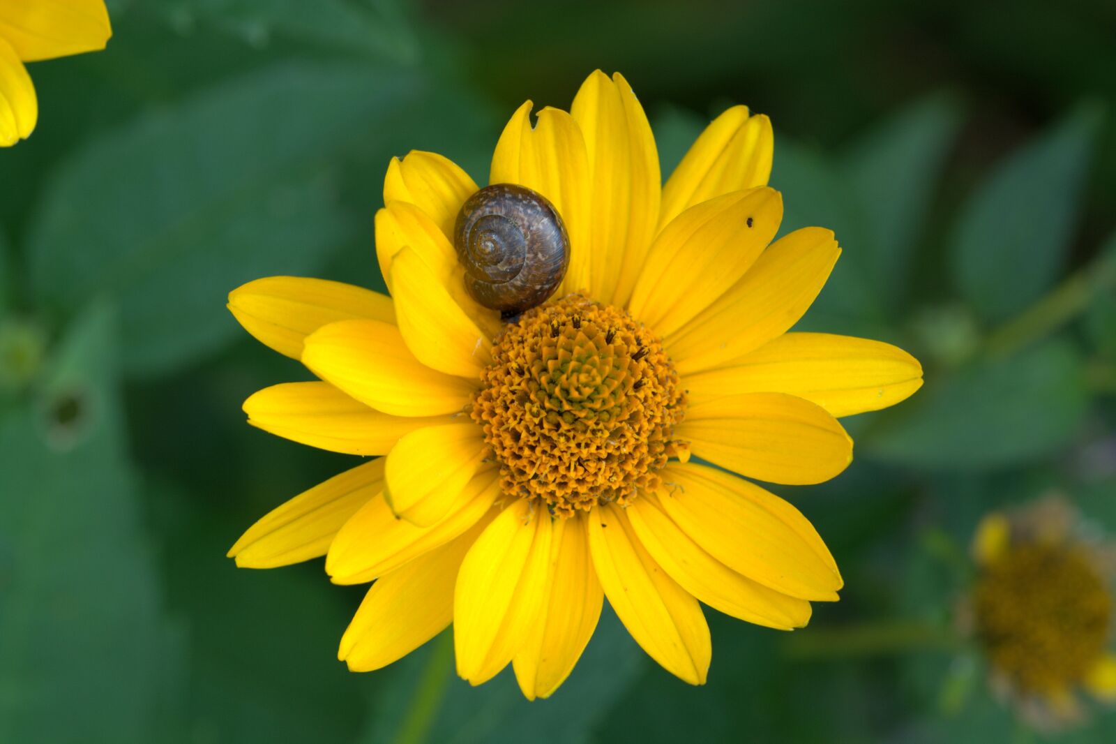 Nikon D5200 sample photo. Flower, coneflower, ordinary sonnenhut photography