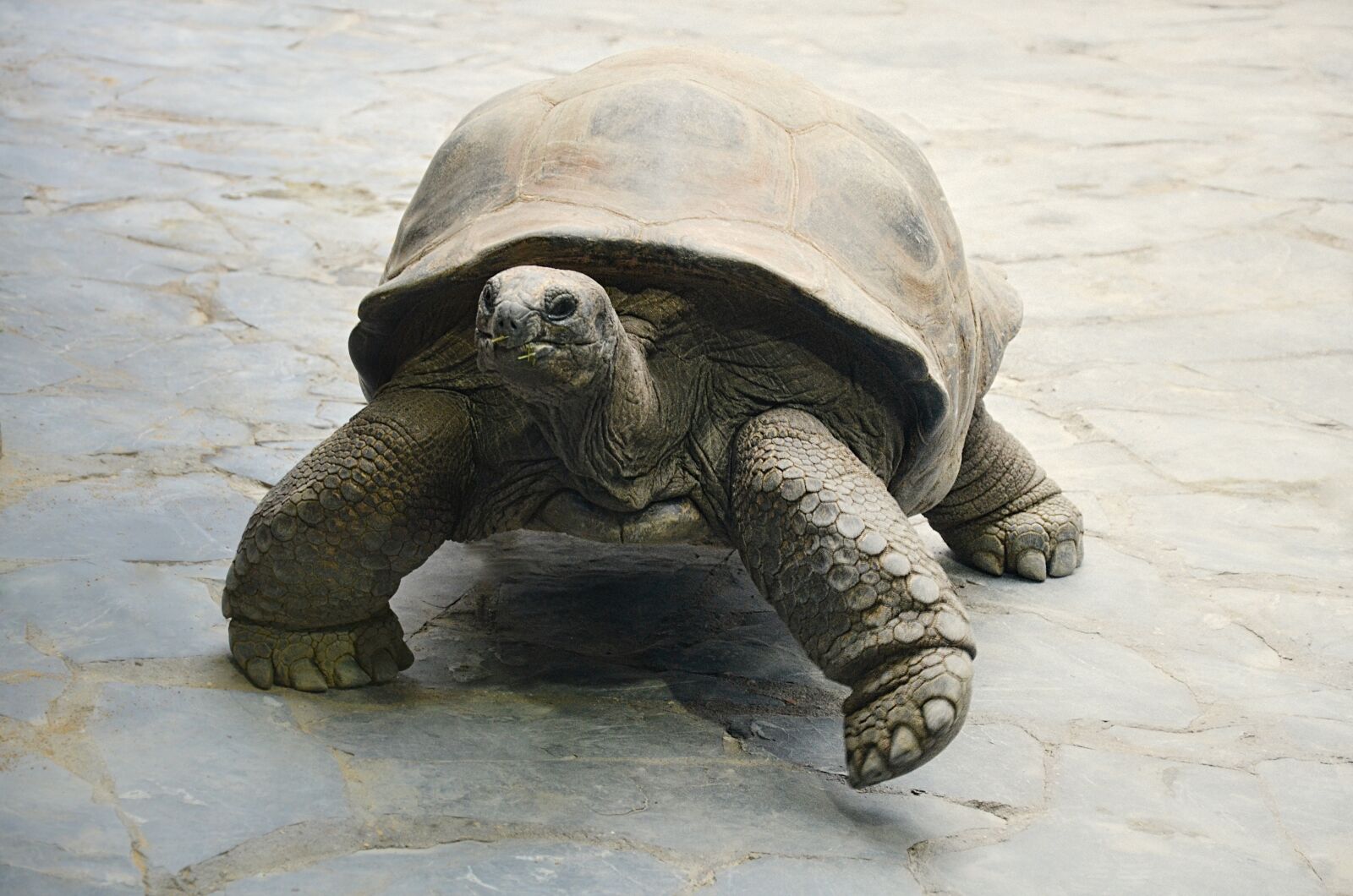 Nikon D5100 sample photo. Turtle, animal, zoo photography